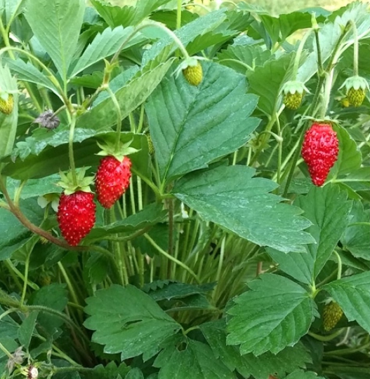 plant fraise