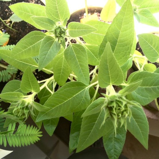 plant tournesol